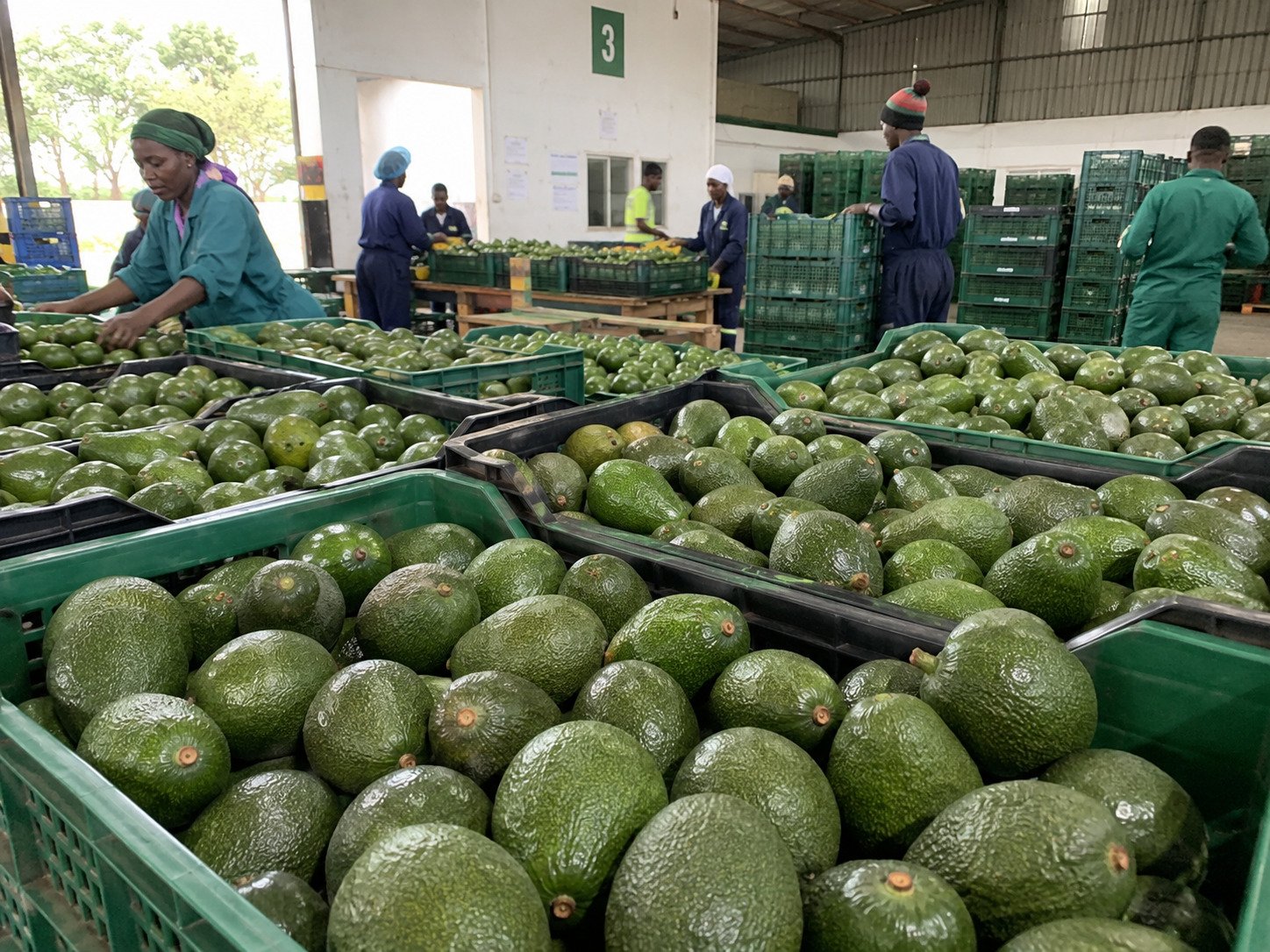 Avocadoes arranged for bulk supply